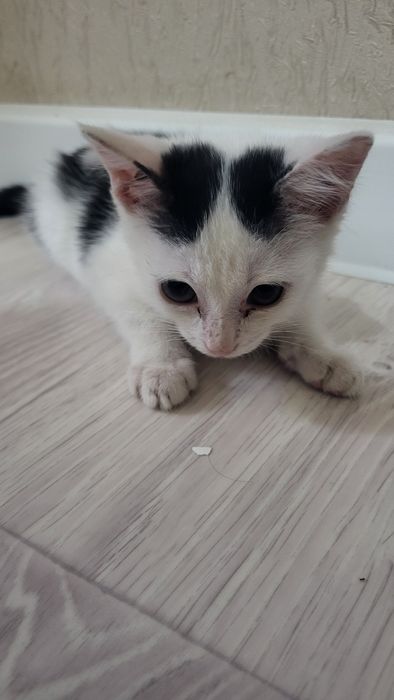 Марғау сатылады.