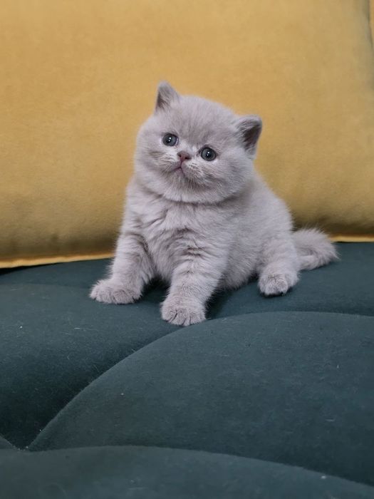 Продаются фолды и страйт