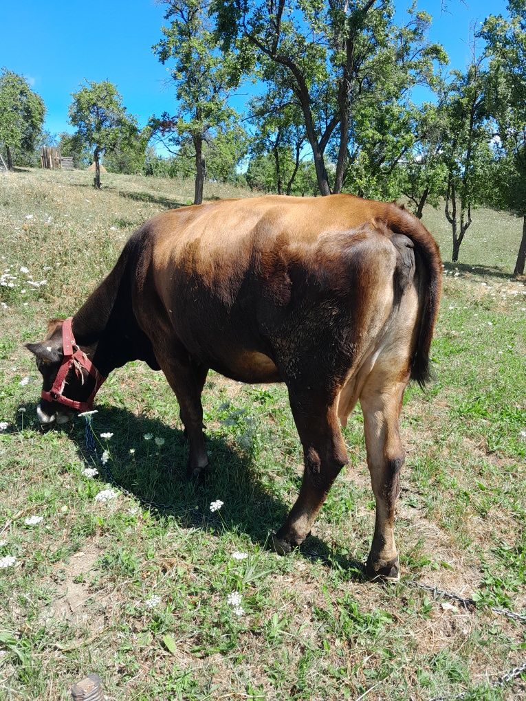Vând vaca angus montata de o luna