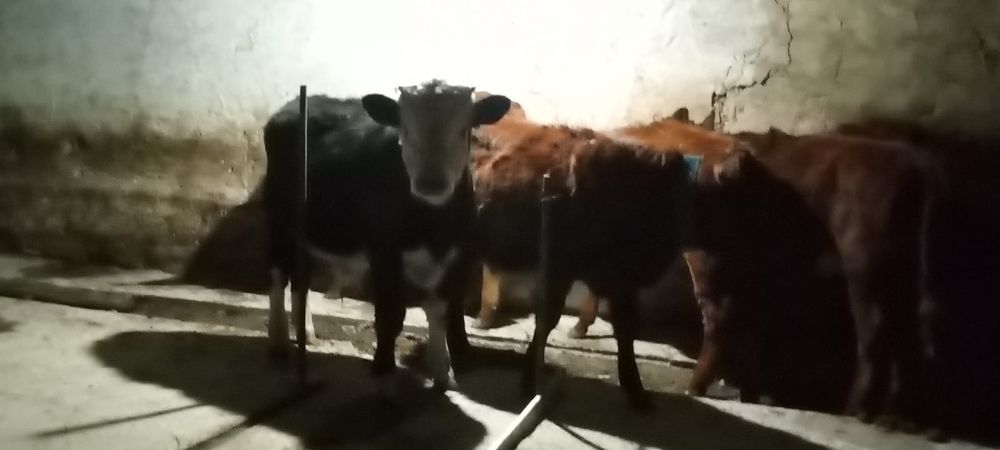 продам бычков...