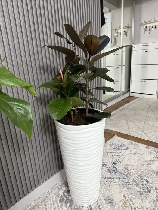 Фикус.      Растение