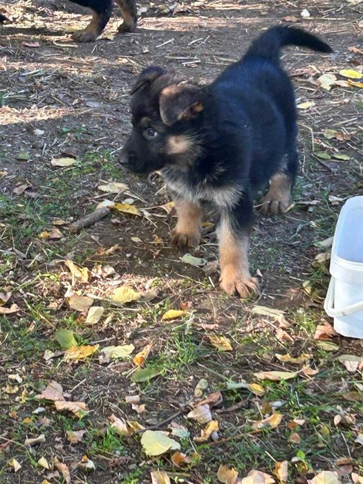 Vand catei rasa ciobanesc german 100% rasa pura