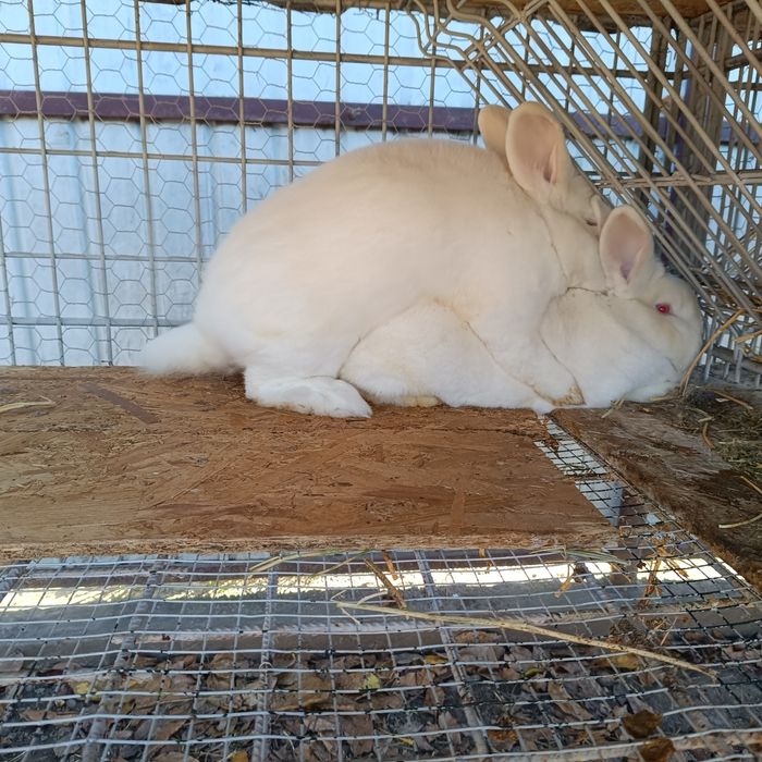Vând iepuri neozeelandez alb