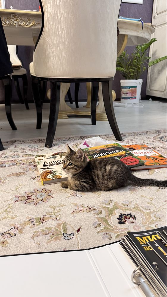 Котенок бесплатно