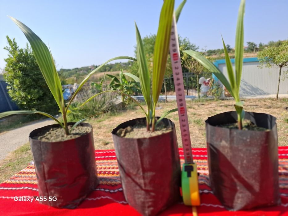 Палми  Варна  производител