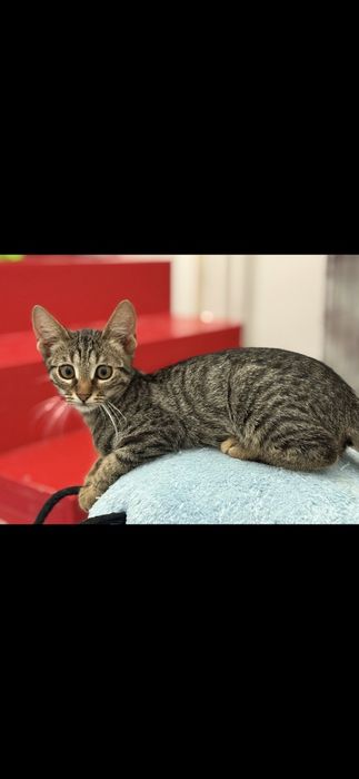 Motanelul Kiko, vaccinat