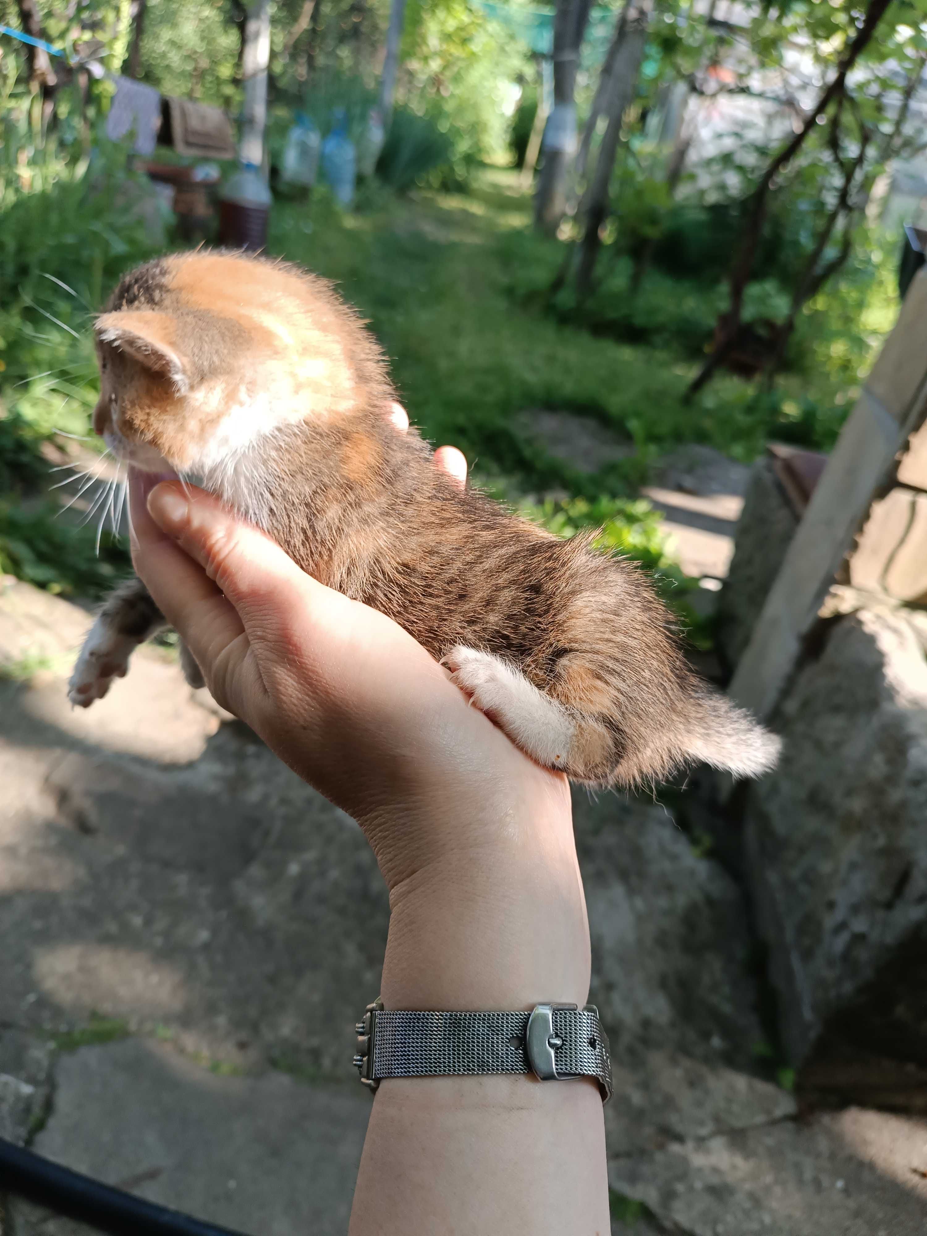 Котета си търсят нов дом