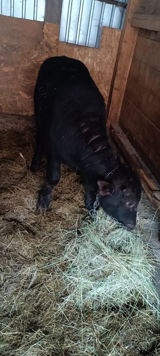 Vând vițel de bivolita