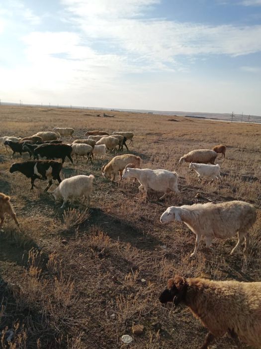 Койлар  сатылады