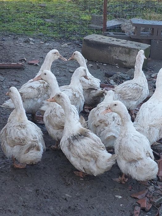 Rate tinere de carne si oua cauta alta casuta