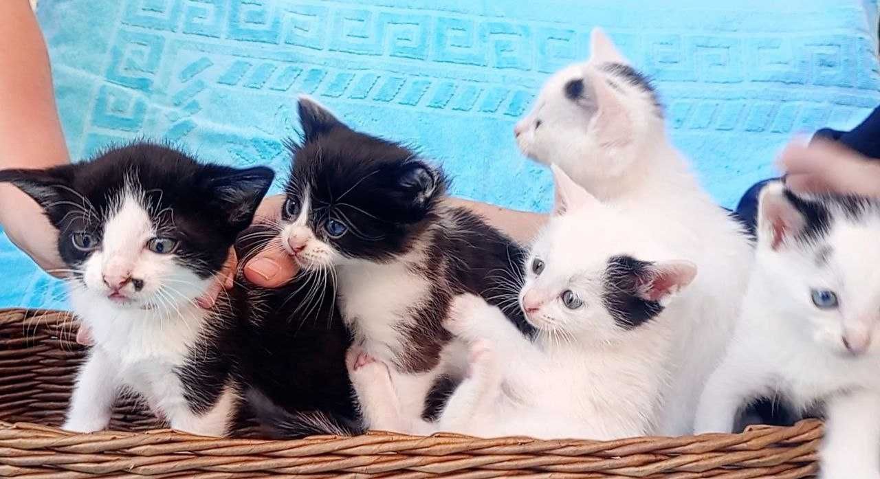 4 котенца, момичета, търсят дом