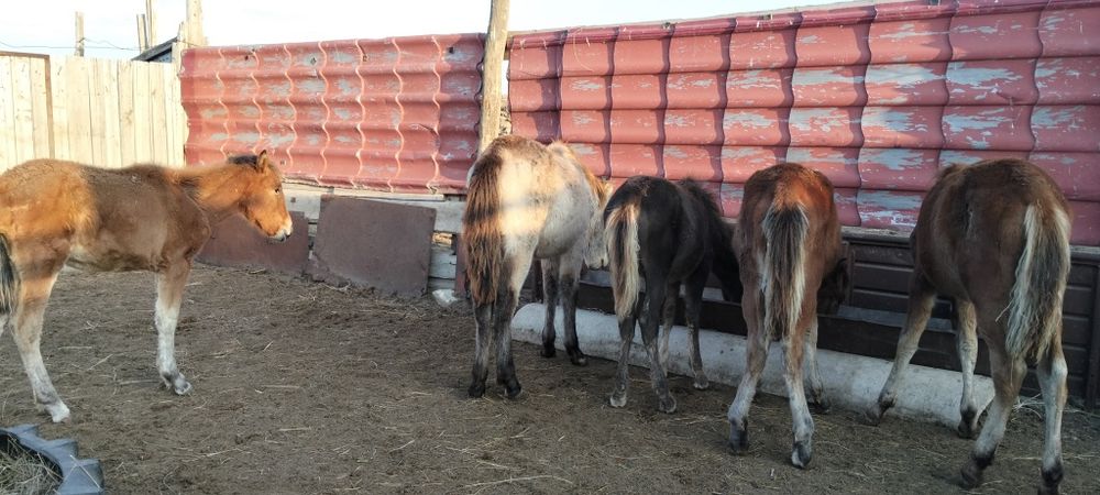 Жабагылар сатылады жакс ургашы еркек
