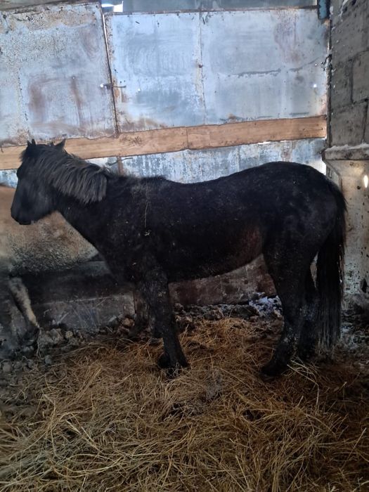 Продам байтал с откорма