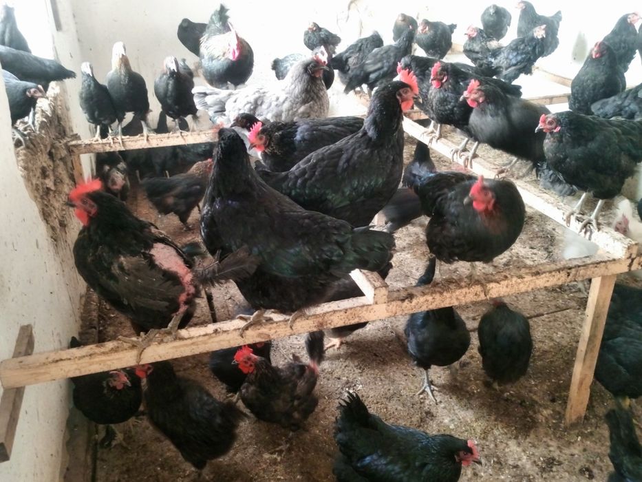 Хўроз тоуқлар сотилади, Продам куры и петухи.