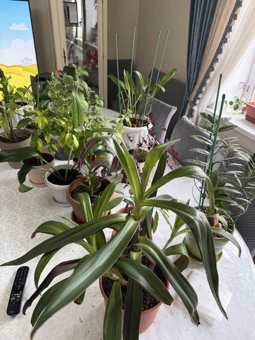 Комнатные цветы красивые