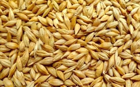 Продам ячмень в мешках свежий 7тонн