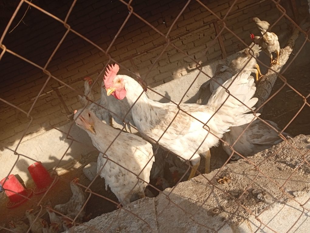 Xoʻrozlar sotiladi 6 oylikda oshgan 50.000 dan