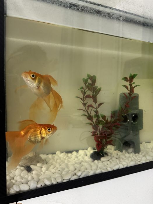 Золотые рыбки ВМЕСТЕ за 8000