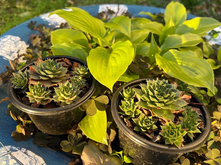 Cadouri verzi , plante suculente