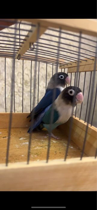 Nerazluchka tayyor par