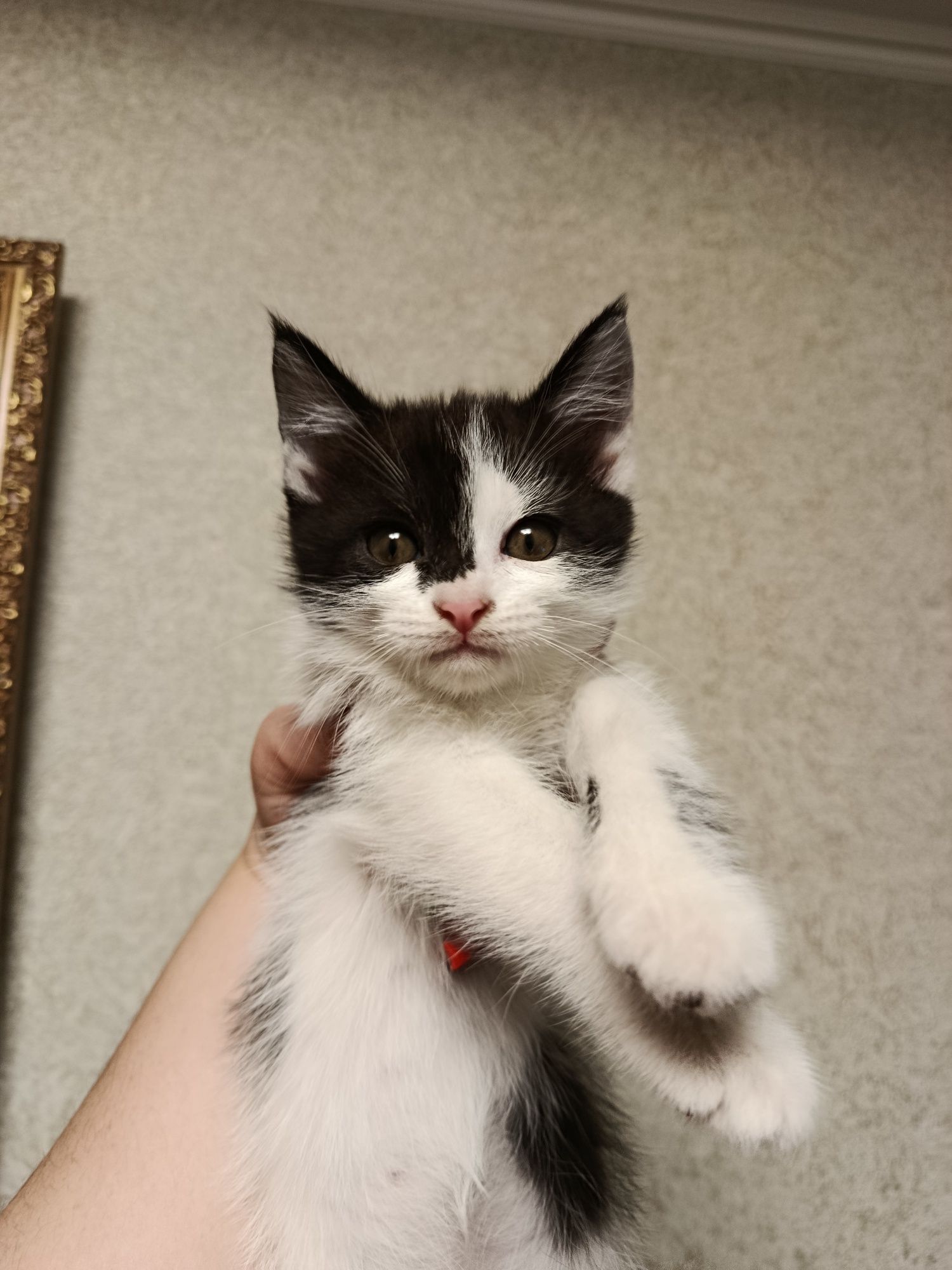 Котята бесплатно