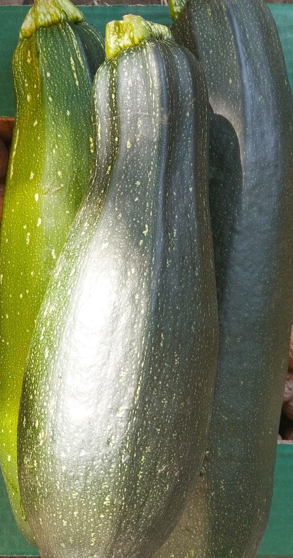 DOVLECEI zucchini