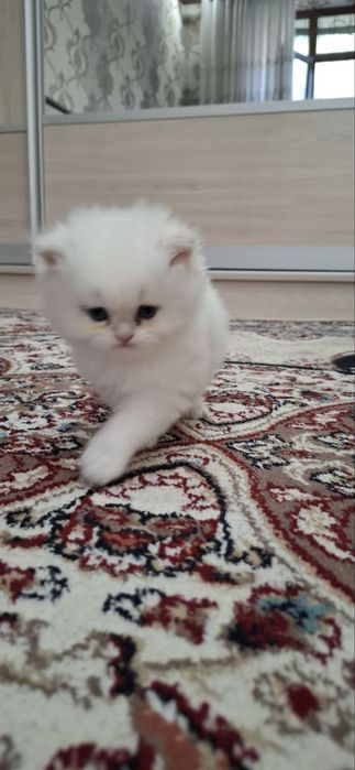 Британские котята шиншиллы