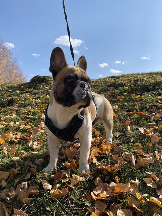 Французский бульдог вязка