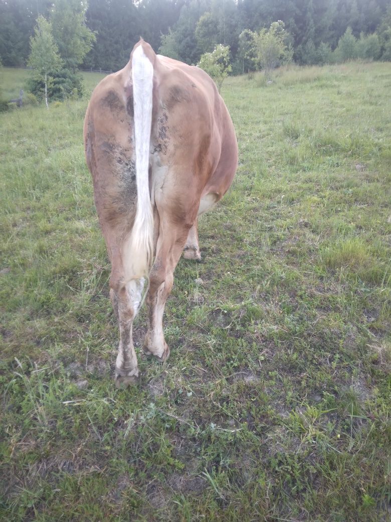 Vând vaca gestanta de 6 ani