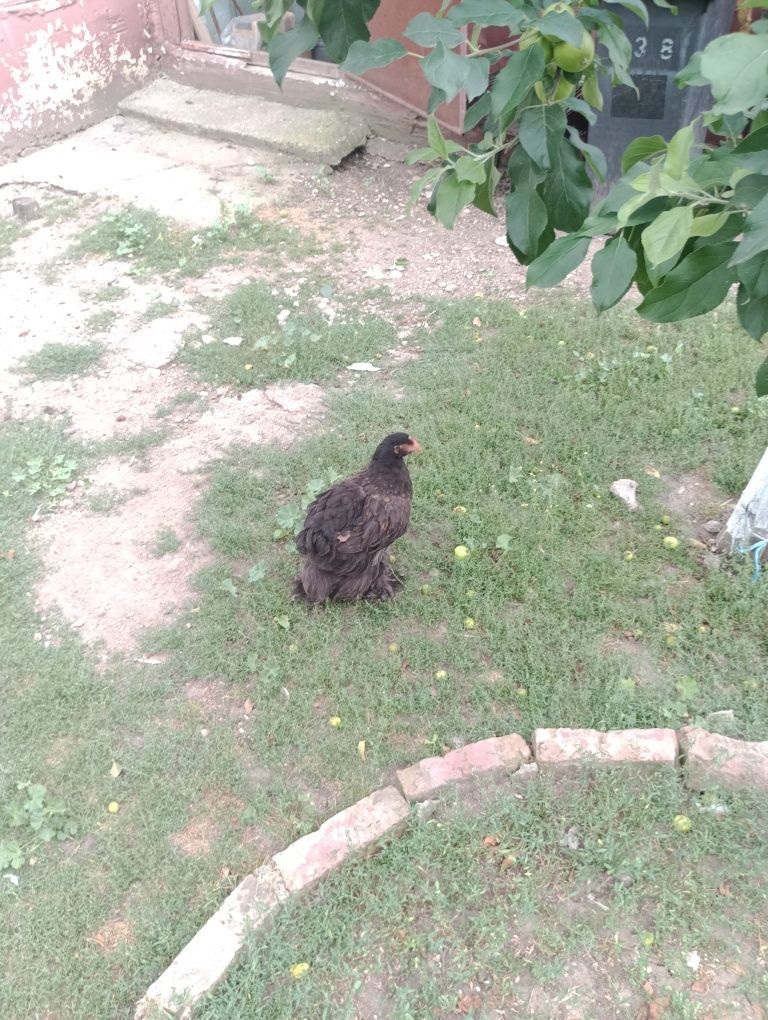 Cocoș metis brahma