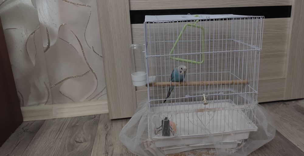 волнистый попугай