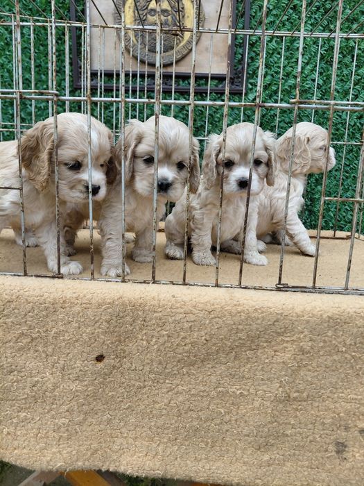 Американски кокер