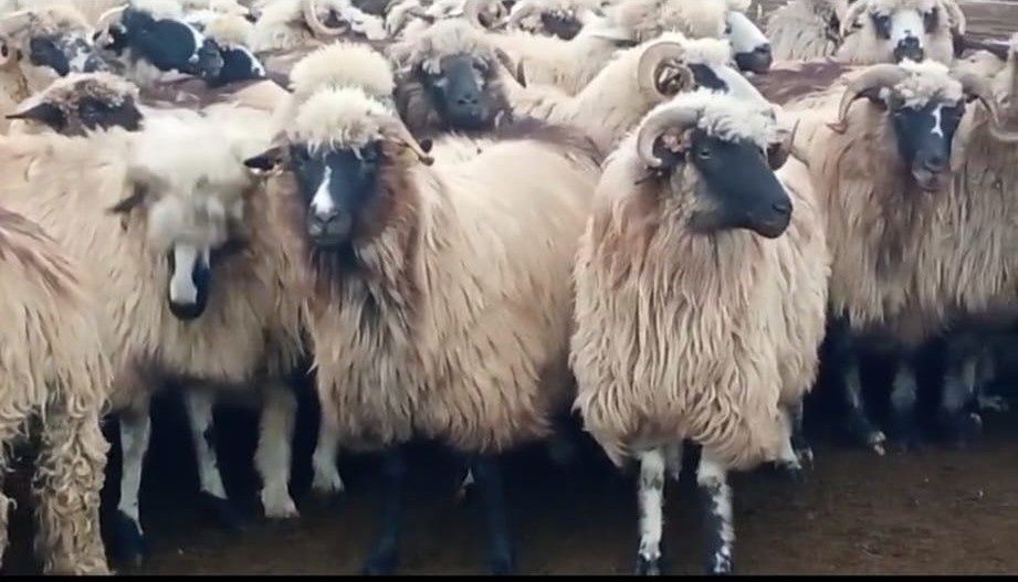 Oi țurcane de vânzare