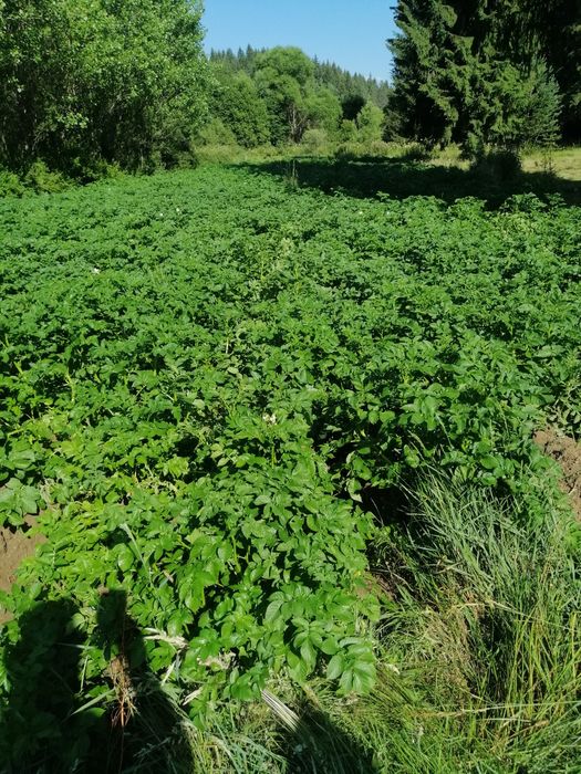 Картофи Семе Сорт Сорая