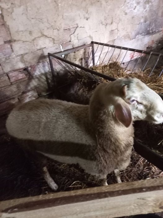 Продавам коч,порода Асаф