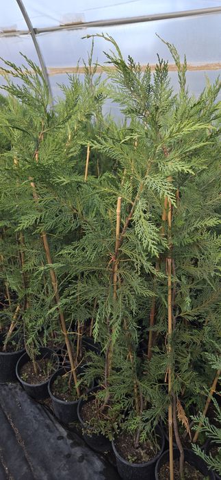 Leylandii Ciprian 130-200 cm