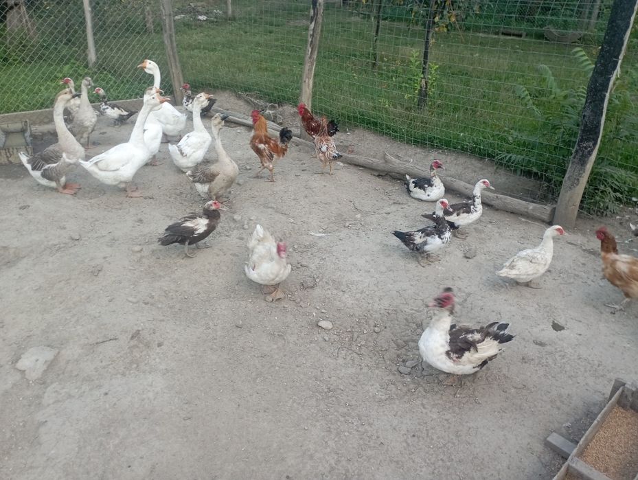 Gâște și rate leșești de casa