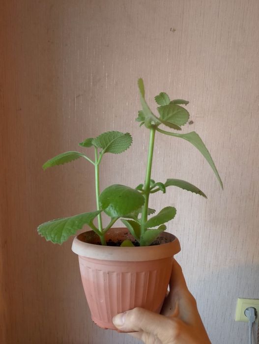 Продам мяту комнатную