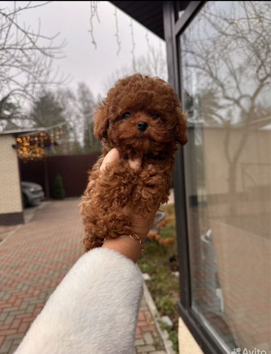 Щенок той пудель