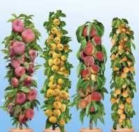 Pomi fructiferi columnari altoiți anul 2/3/4 pe rod
