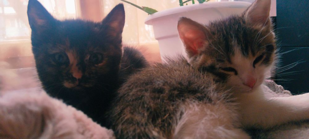 Отдам в добрые руки 2 котят , мальчик и девочка