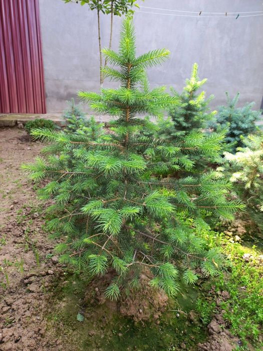 Archa голубое если