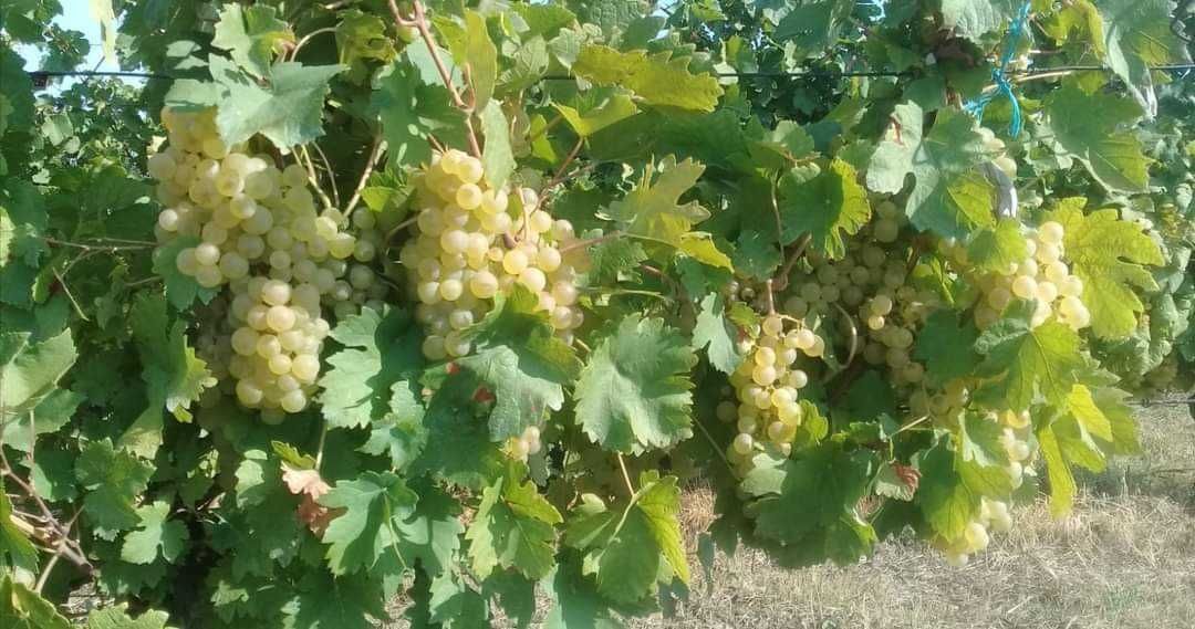 Struguri de vin diferite soiuri