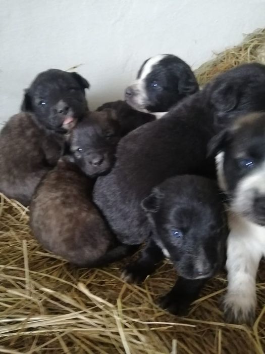 Бесплатно. Щенки месячные