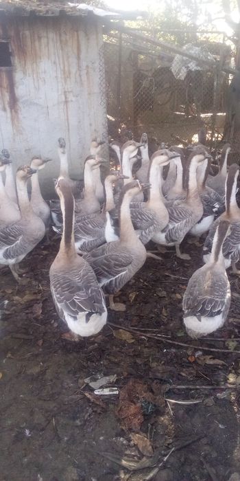 Gâște Leșești americane