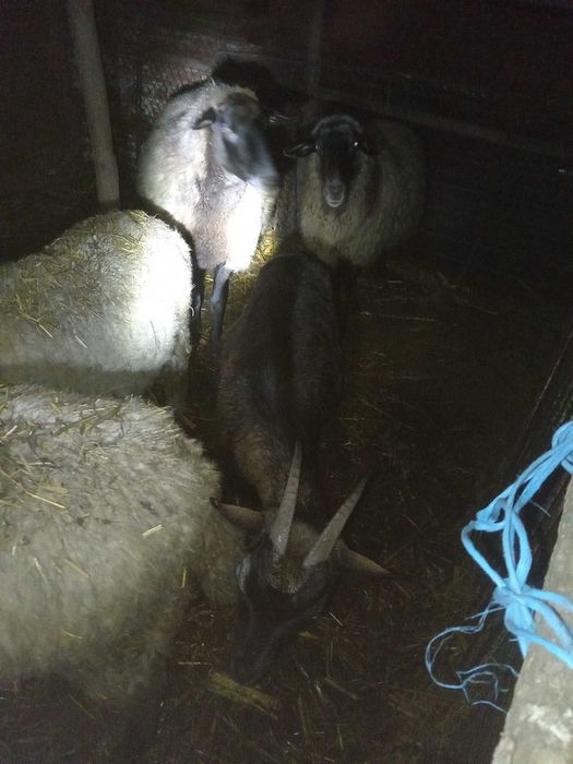 Vand 5 capre tinere urgent