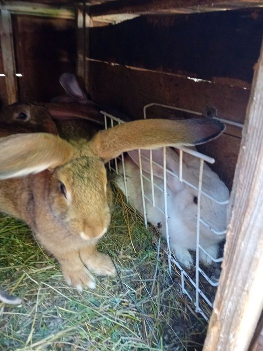 Iepuroi de vânzare 150 lei