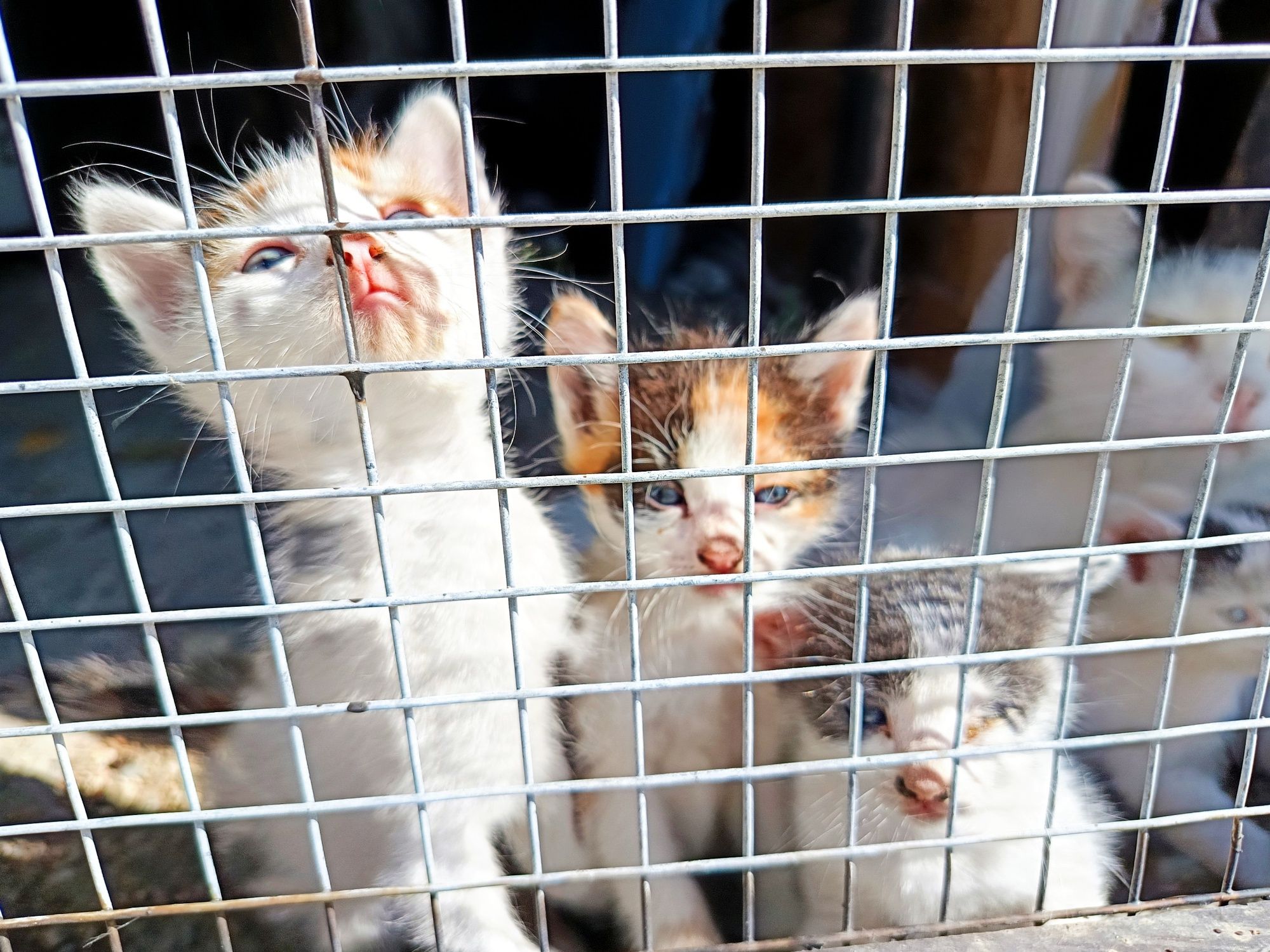 Подарявам котета