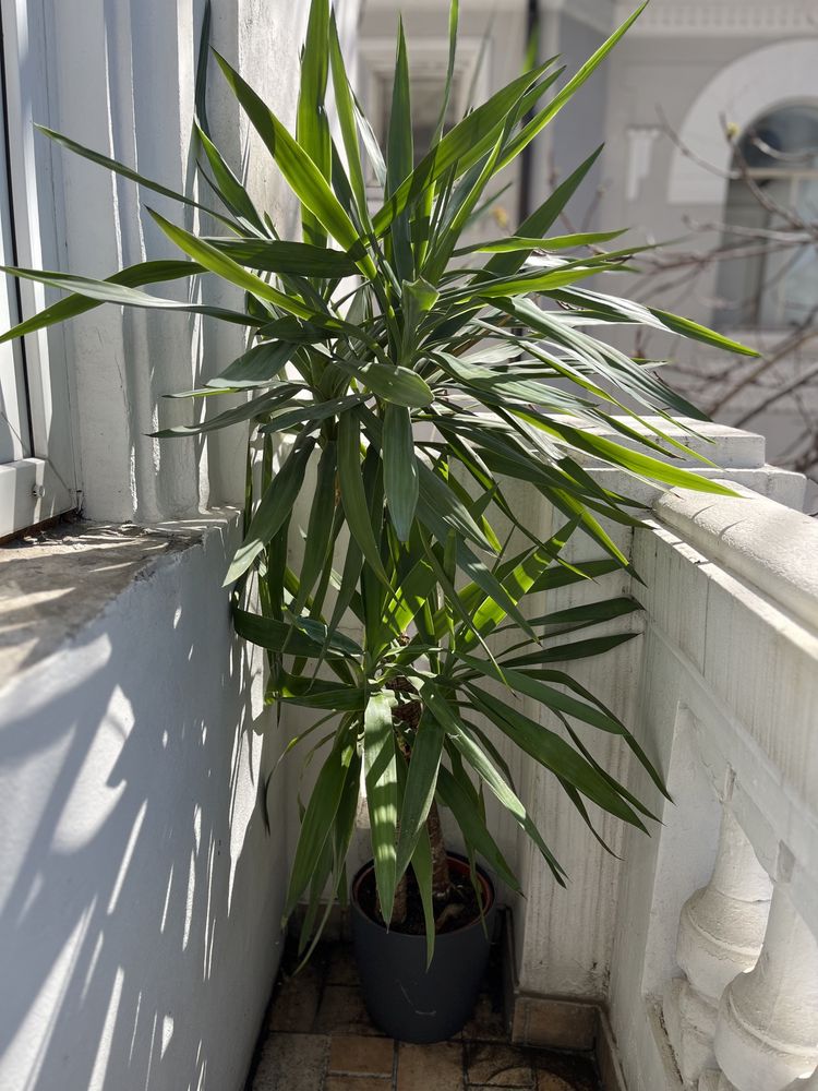 Yucca, 2 tulpini, 1,50 m