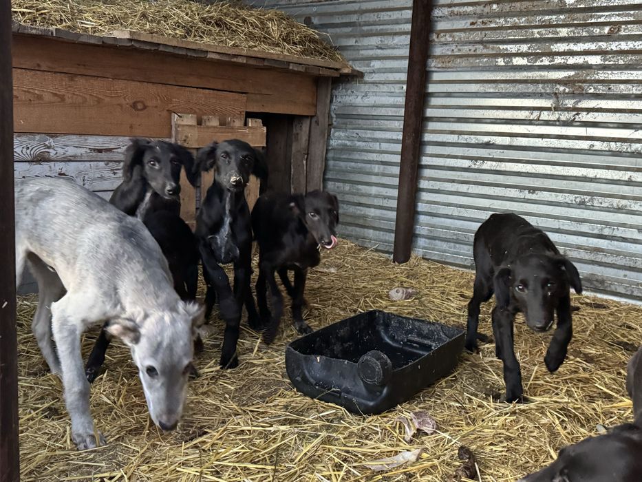 Тазы щенки (три мясяца)